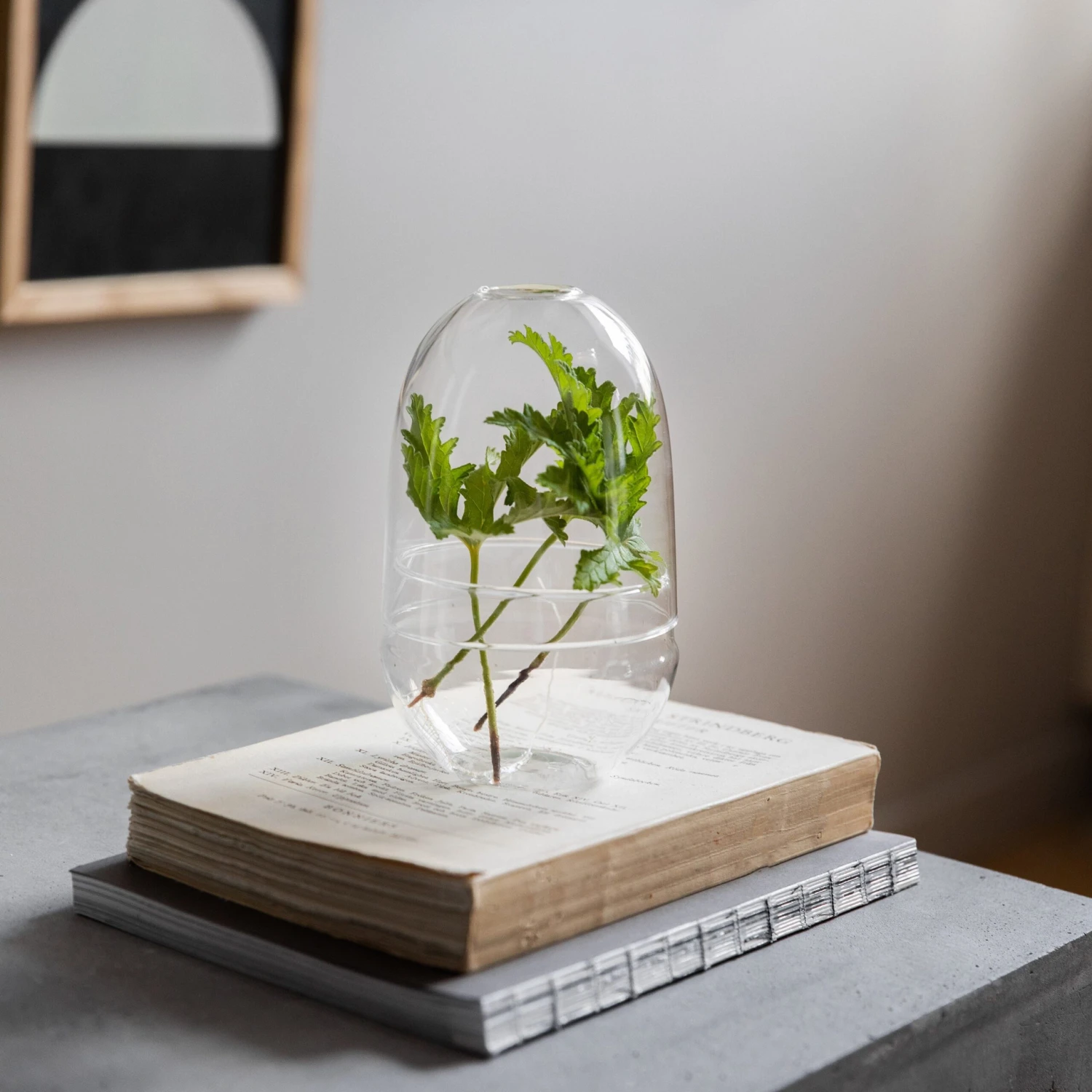Pflanzenkuppel Glas Klein 8 Pflanzenkuppel Glas Klein – Bild 6