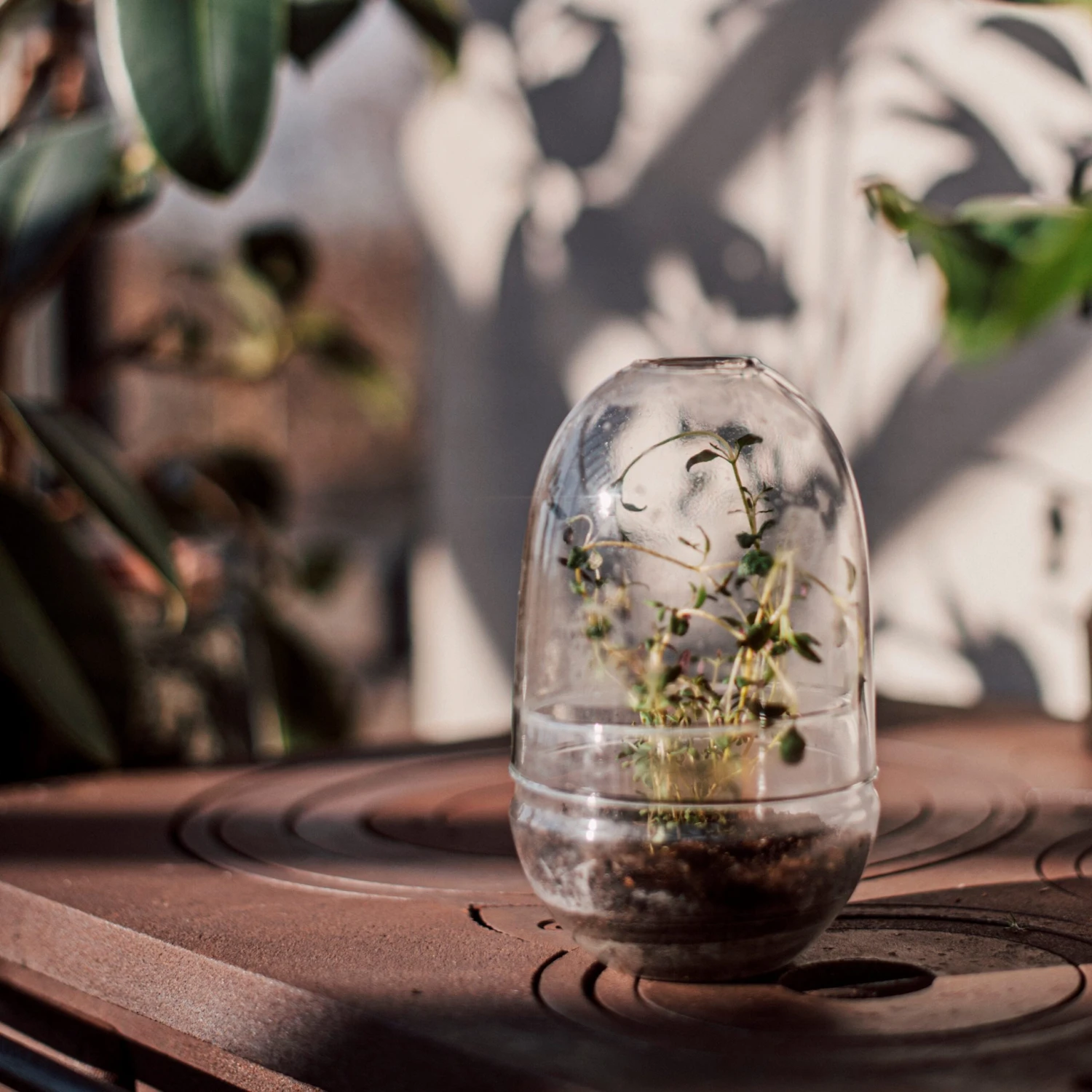 Pflanzenkuppel Glas Klein 5 Pflanzenkuppel Glas Klein – Bild 3