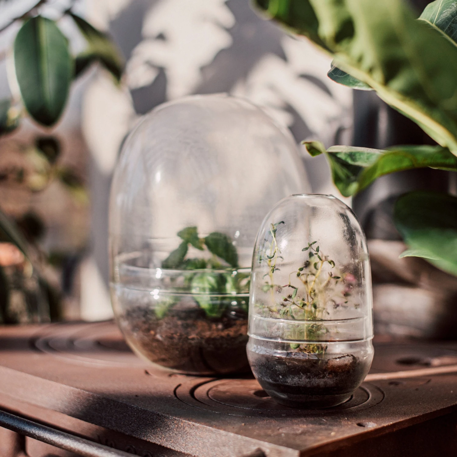 Pflanzenkuppel Glas Klein 6 Pflanzenkuppel Glas Klein – Bild 4