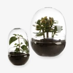 Pflanzenkuppel Glas Groß 13 Pflanzenkuppel Glas Groß -Einrichtungsgeschäft 375458 18566 3 1