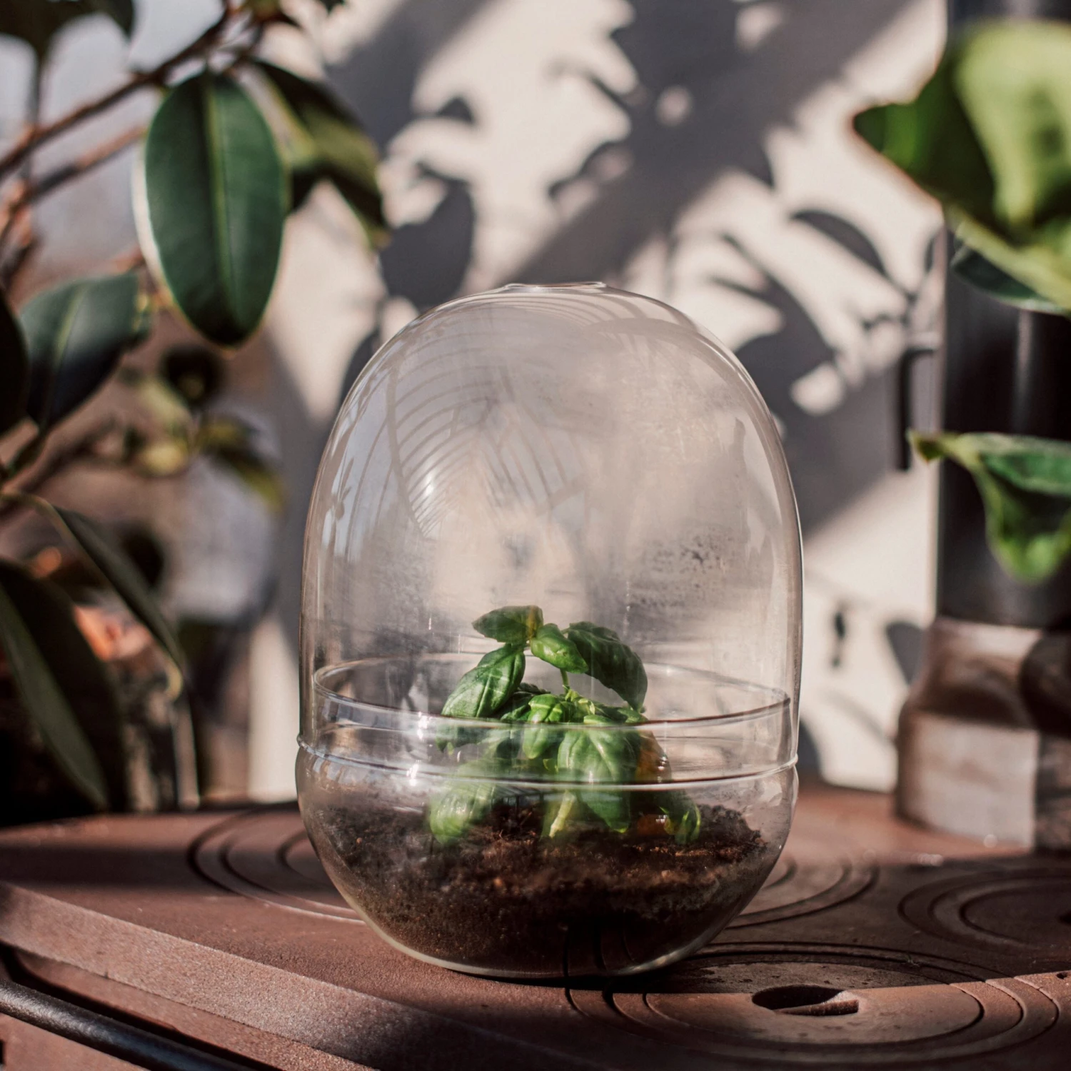 Pflanzenkuppel Glas Groß 5 Pflanzenkuppel Glas Groß – Bild 3