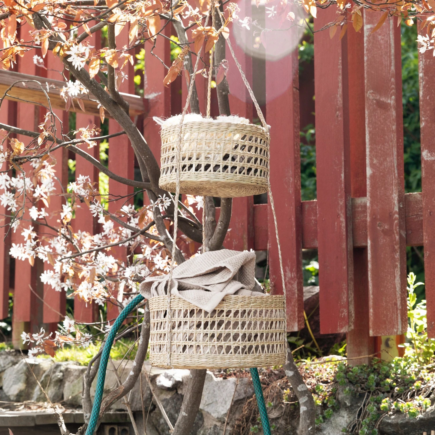 Hanging Basket Seaweed 7 Hanging Basket Seaweed – Bild 5