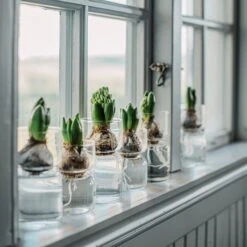 Hyazinthenvase Glatt Klarglas Groß -Einrichtungsgeschäft 376213 30321 1