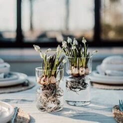 Hyazinthenvase Glatt Klarglas Groß -Einrichtungsgeschäft 376213 33792 1