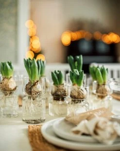 Hyazinthenvase Glatt Klarglas Groß -Einrichtungsgeschäft 376213 36917