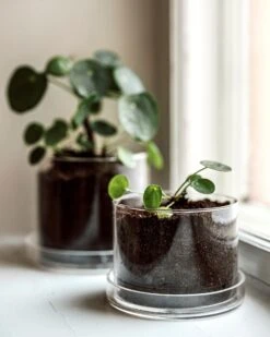 Blumentopf/Untersetzer Glaszylinder Groß -Einrichtungsgeschäft 376353 38954