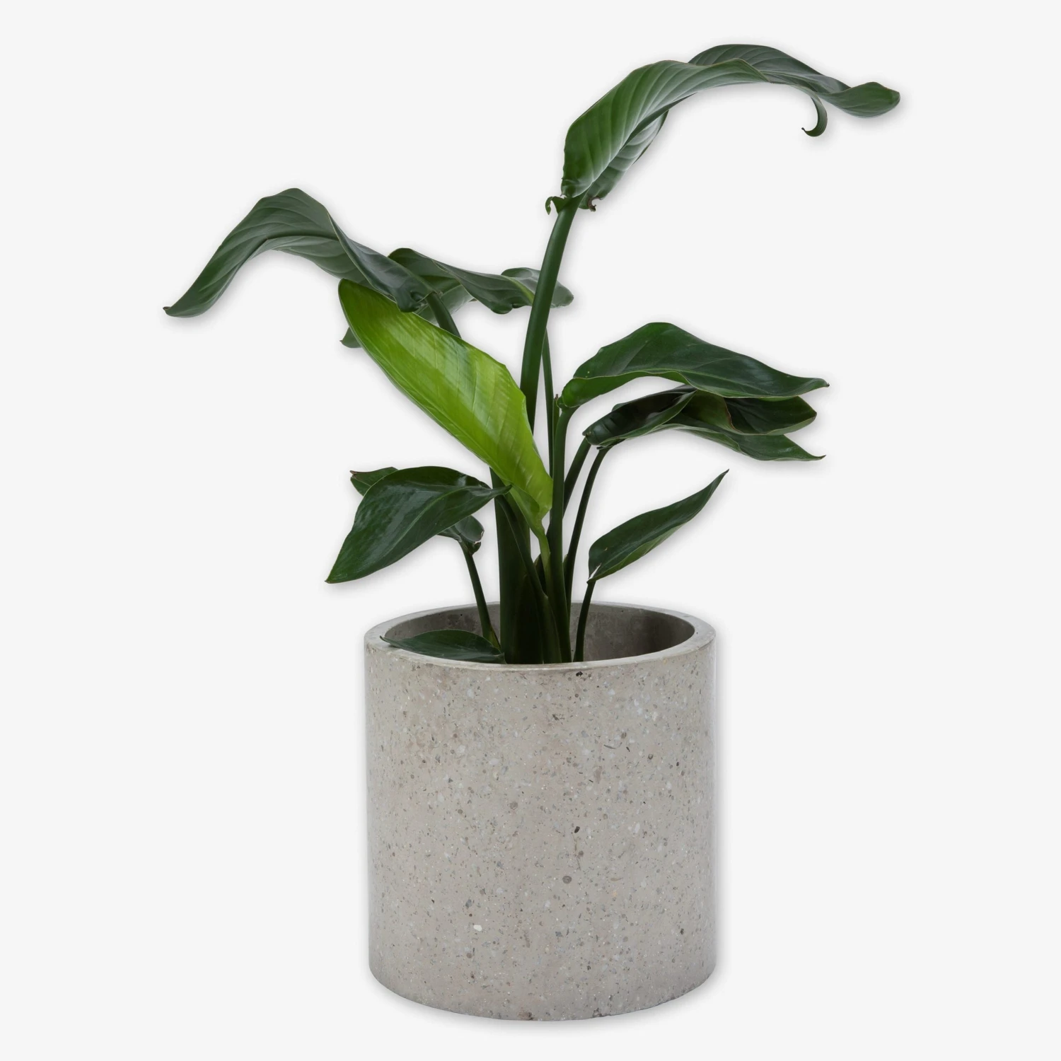 Pot Cement Terrazzo Ø27 Sand 6 Pot Cement Terrazzo Ø27 Sand – Bild 4