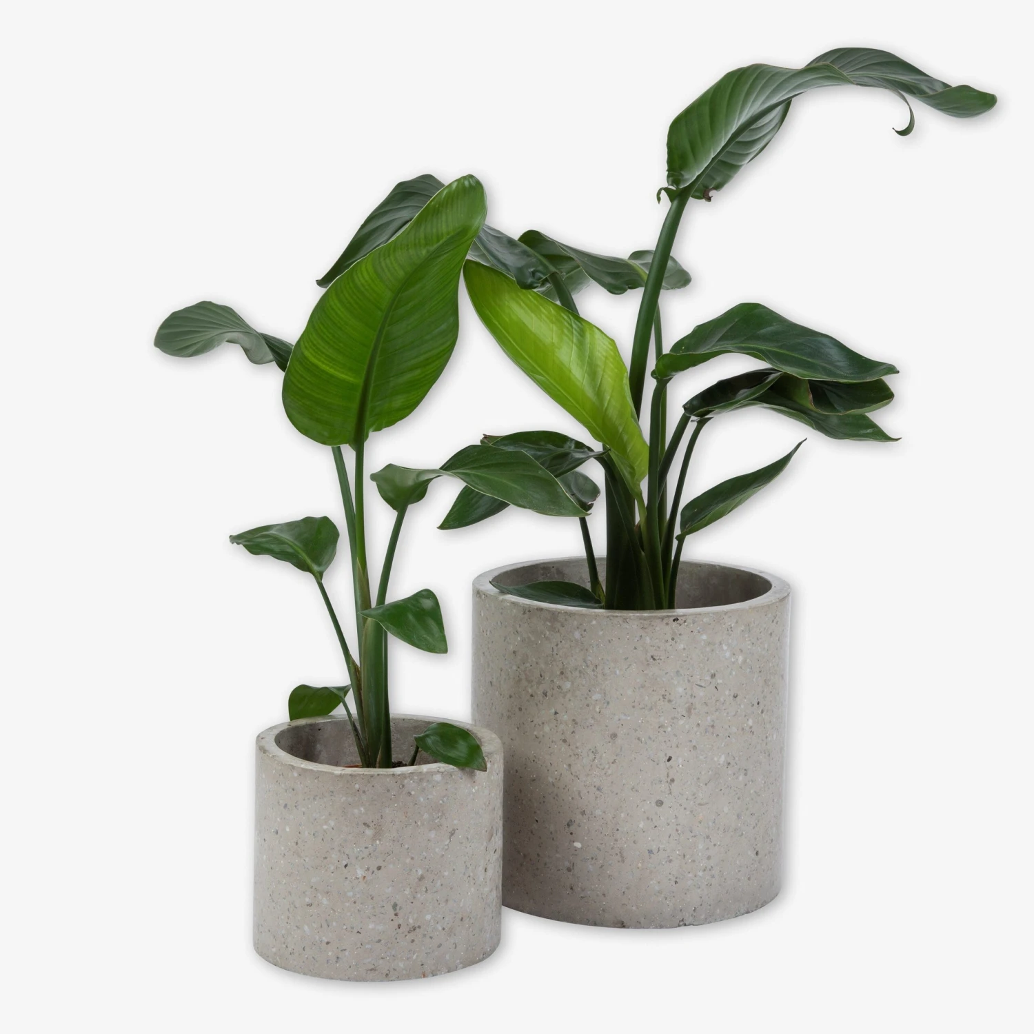 Pot Cement Terrazzo Ø27 Sand 7 Pot Cement Terrazzo Ø27 Sand – Bild 5