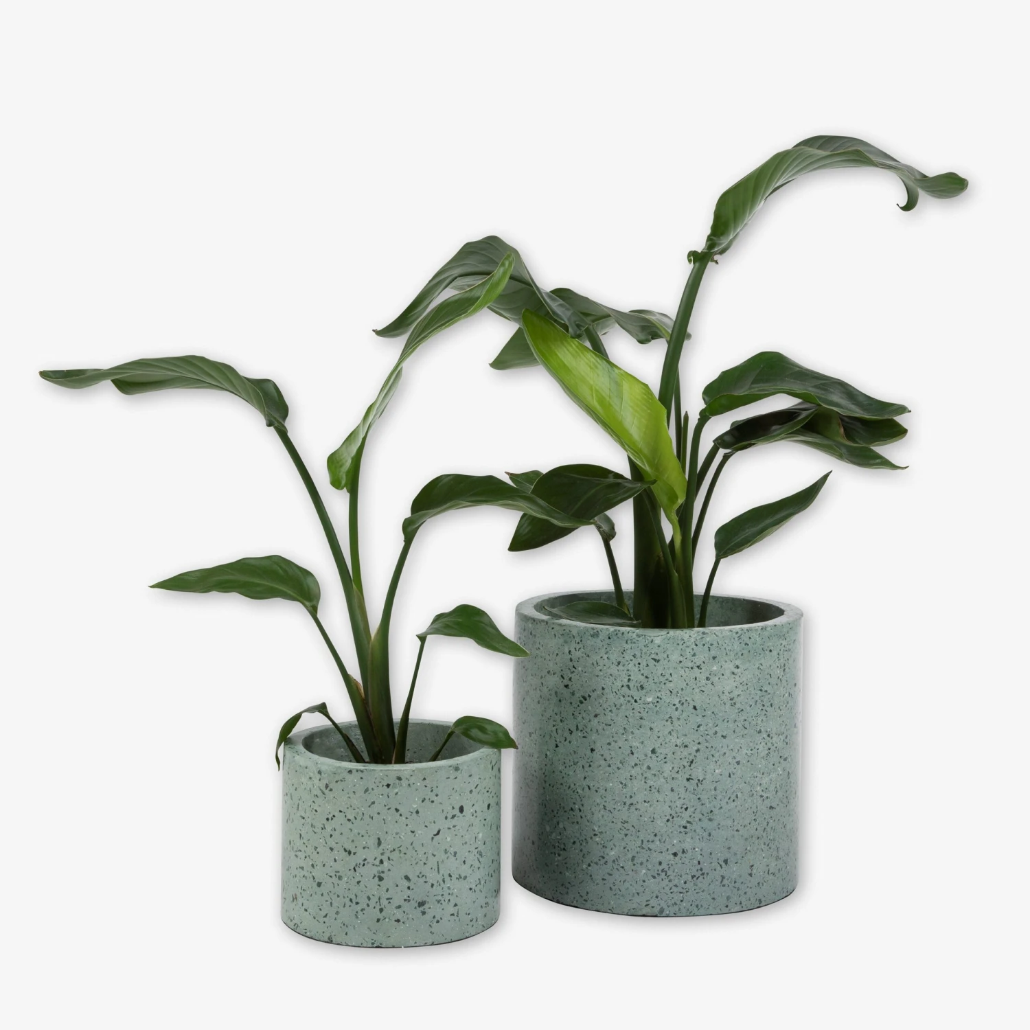 Pot Cement Terrazzo Ø19 Eucalyptus 6 Pot Cement Terrazzo Ø19 Eucalyptus – Bild 4