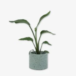 Pot Cement Terrazzo Ø19 Eucalyptus 10 Pot Cement Terrazzo Ø19 Eucalyptus -Einrichtungsgeschäft 401500 31880