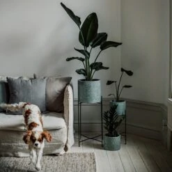 Pot Cement Terrazzo Ø19 Eucalyptus 12 Pot Cement Terrazzo Ø19 Eucalyptus -Einrichtungsgeschäft 401500 31957