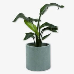 Pot Cement Ø27 Eucalyptus 8 Pot Cement Ø27 Eucalyptus -Einrichtungsgeschäft 401502 31886