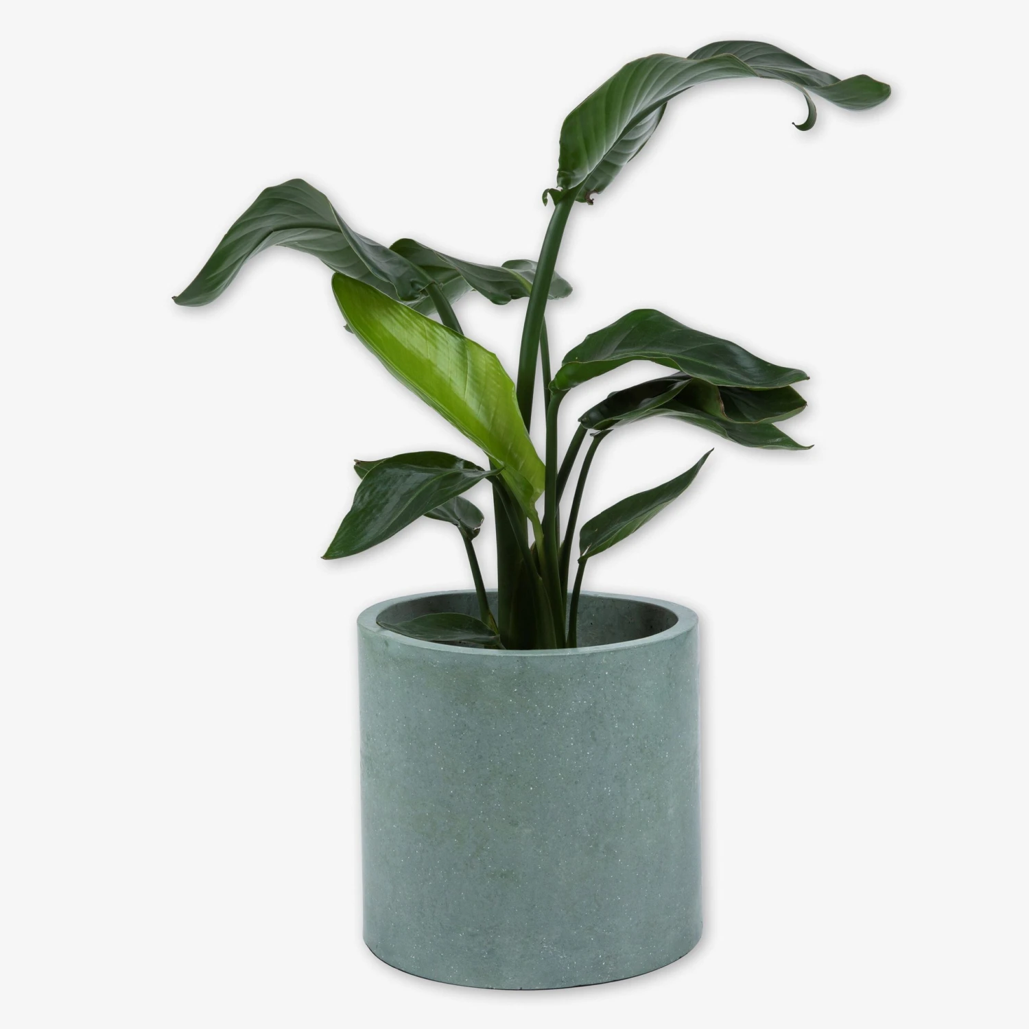 Pot Cement Ø27 Eucalyptus 5 Pot Cement Ø27 Eucalyptus – Bild 3