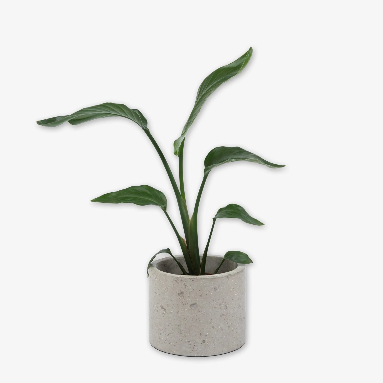 Pot Cement Ø19 Sand 4 Pot Cement Ø19 Sand – Bild 3