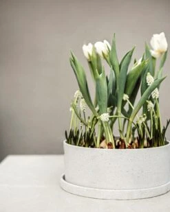 Topf/Untersetzer Polystone Niedrig Breit Weiß -Einrichtungsgeschäft 402600 38667