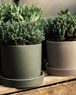 Topf/Schale Steingut 15 Cm Grün -Einrichtungsgeschäft 402678 38632