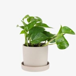 Topf/Schale Steingut 15 Cm Beige